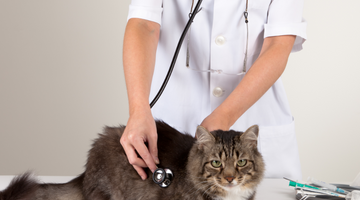 5 Key Signs Your Pet Needs to Go to the Animal Hospital
