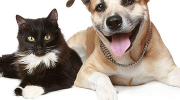5 Simple Health Tips to Keep Dogs and Cats Happy