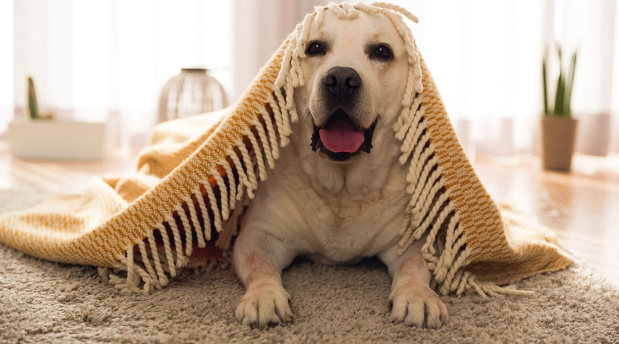 5 Ways to Mitigate Pet Allergies in Your Home This Summer