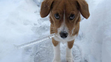 5 Winter Habits to Keep Your Puppies Healthy