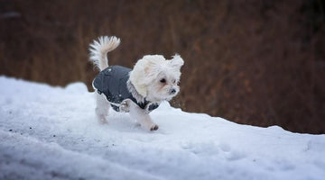 6 Winter Care Tips for Your Pets