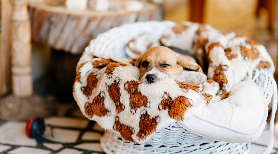 7 Things to Consider Before Getting Your First Family Pet