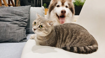 8 Smart Tips to Make Your Home Pet-Friendly