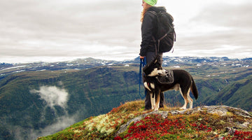 Adventure Dog: 3 Things to Watch for When Hiking with Your Pet