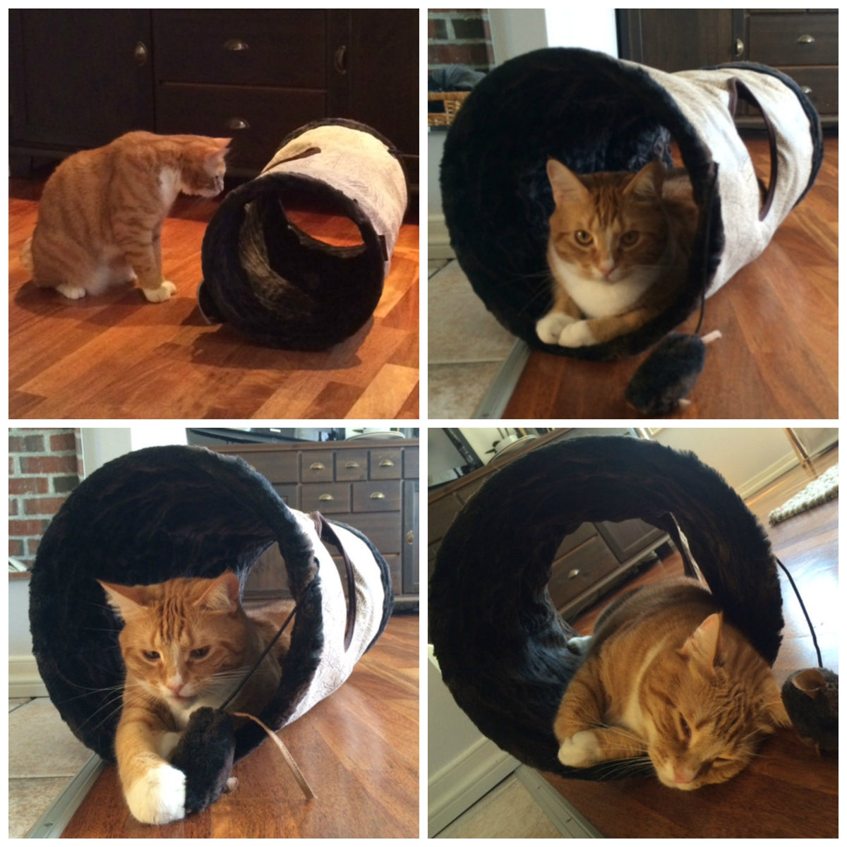 Three Ways to Cure Cat Boredom P.L.A.Y.