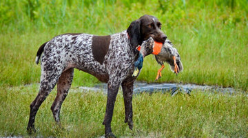 Best Exercises to Keep Your Hunting Dog Fit