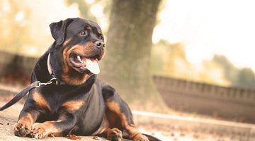 Bites & Barks? 4 Steps for Correcting Canine Aggression