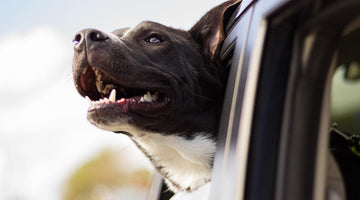 Canine Care: 3 Car Safety Essentials For Your Furry Friend