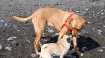 Momo Mondays: Dog Park Etiquette for Humans