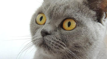 Understanding What Your Cat is Thinking