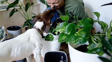 Home Cleaning Tips for Pet Owners