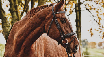 Considering a Pet Horse? 4 Elements of Horse Care You Need to Prepare For