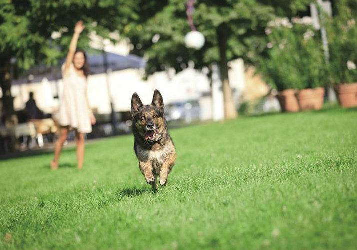 Danger at the Dog Park: How to Prevent a Clash Between Canines