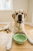 Diet Fads For Your Dog? What Fido Really Needs in His Bowl