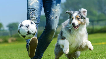 9 Games for Your K9: Fun Games to Play with Your Dog to Keep Boredom Away