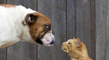 Are Dogs or Cats Smarter?