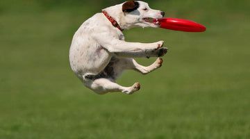 Dog Delights: How to Build and Strengthen Muscles through Play