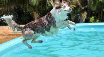 Pools & Pooches: 6 Summer Safety Tips for Pet Parents