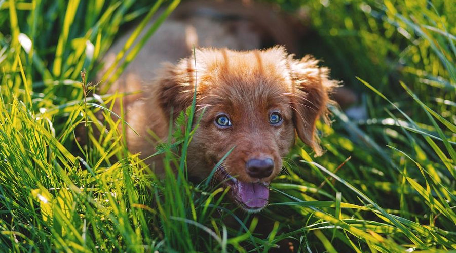 Don't See the Point? Why Obedience School is Important for Your Puppy