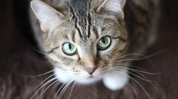 Feline Teeth: Does Your Cat Really Need Dental Care?