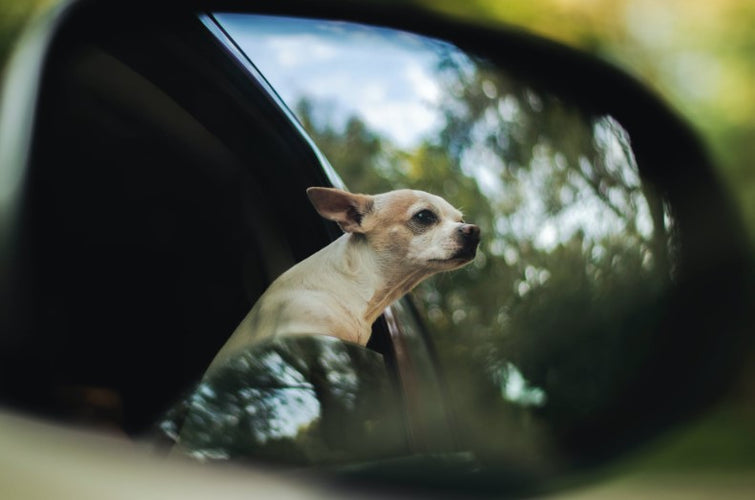 From Scratches to Shedding: Protecting Your Car From Incidental Pet Damage