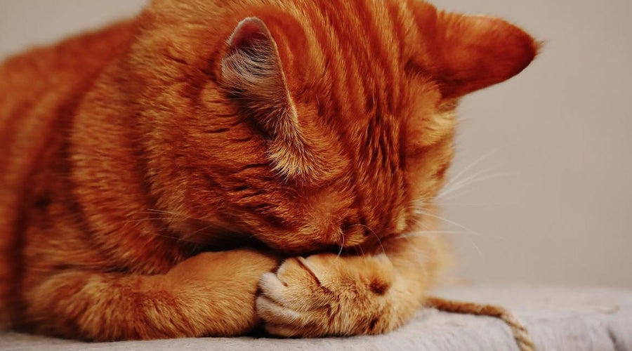 Furry Pet Owners: How to Keep Your Home Hair Free