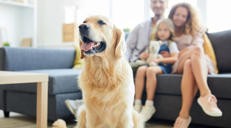 Have a Family Pet? Here's What you Need to Know