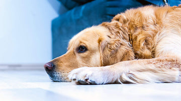Helping Your Adopted Dog Adjust To Your Home