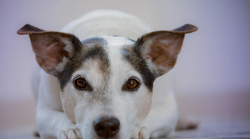 Home Hunting? 3 Canine Considerations To Keep In Mind