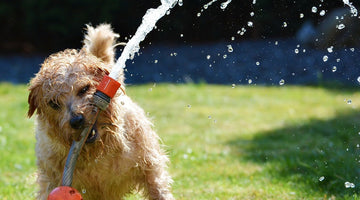 Hot Dog: 4 Ways To Help Your Pets Cool Off Safely This Summer