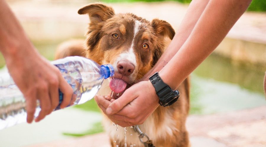 Hot Dog? 4 Tips for Keeping Pets Safe for Summer