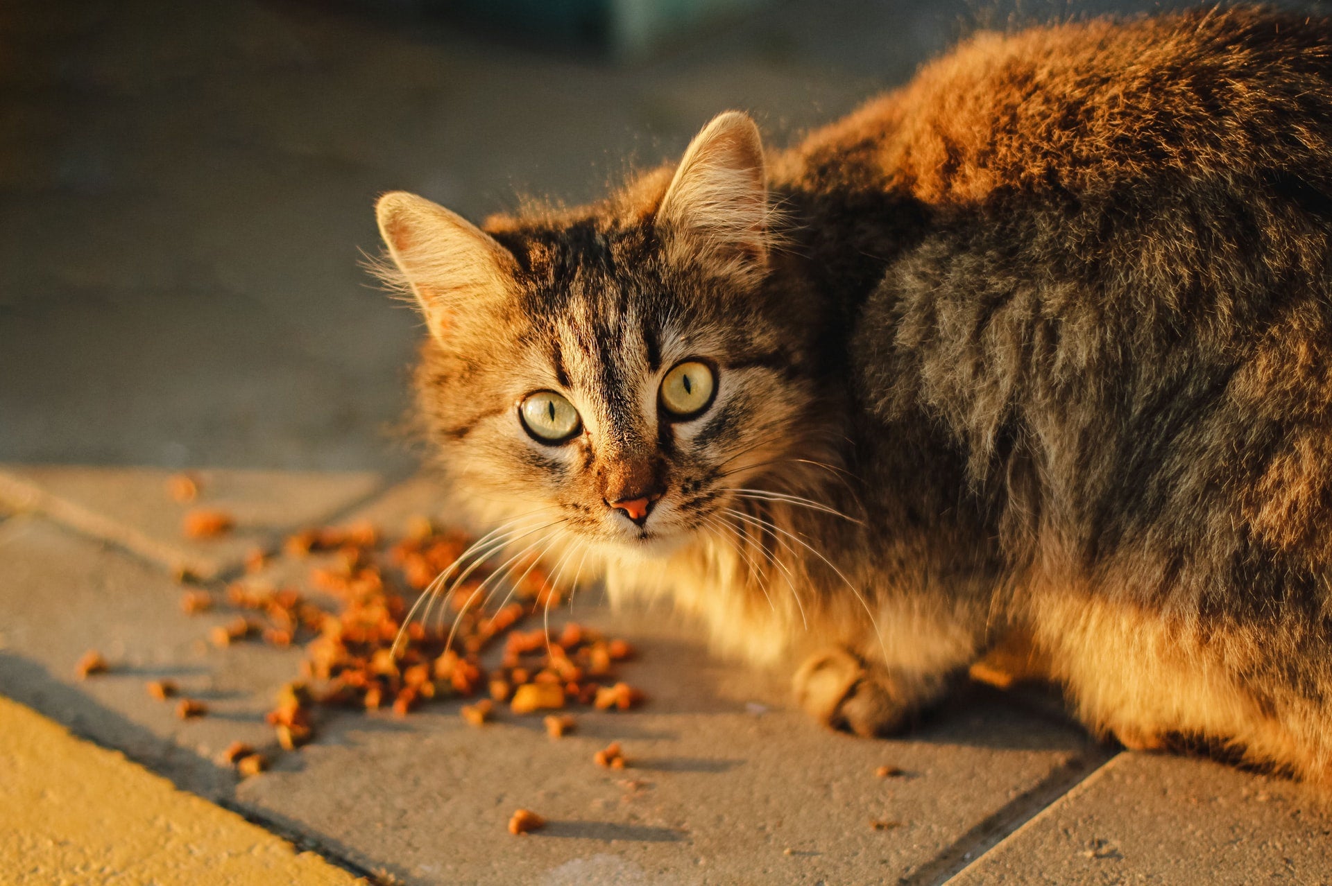 Choosing cat food hot sale