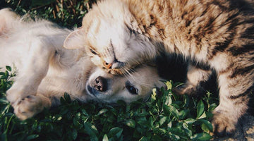 How Do Summer Pests Affect Your Pet's Health?