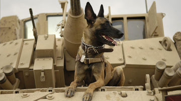 How Dogs Have Been Used in Warfare throughout History