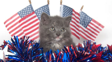 How Our Feline Friends Have Helped Shape Our Country