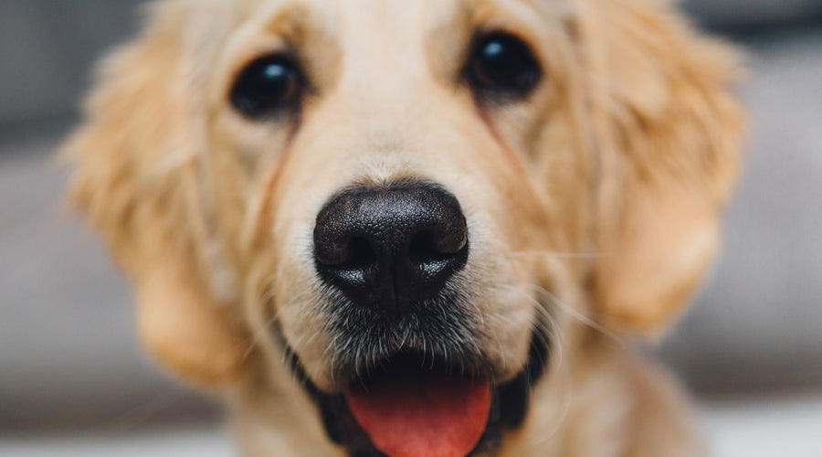 How to Best Keep Your Dogs from Escaping Your Yard