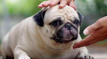 How to Deal With a Dog That Suffers From Tracheal Collapse