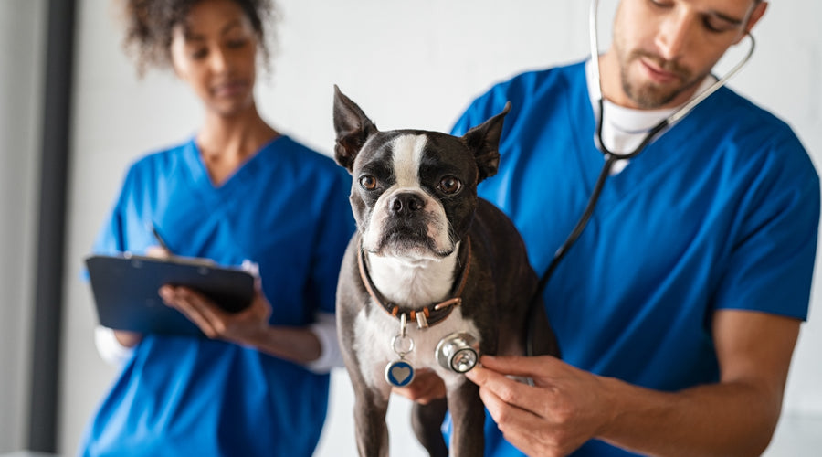 How to Find the Best Vet for Your Pup