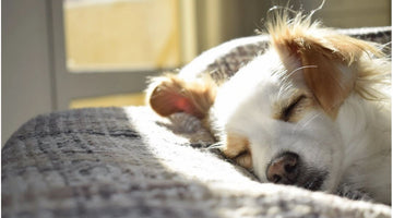 How to Help Your Dog Heal From a Pulled Muscle