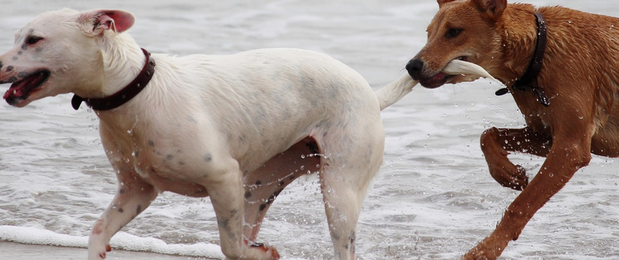 How to Introduce Your Pooch to New Dogs Safely