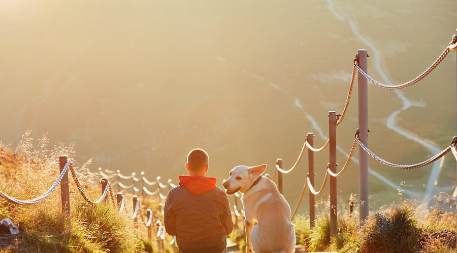 How to Keep You and Your Dog Safe This Summer