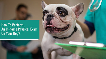 How to Perform an In-home Physical Exam on Your Dog?