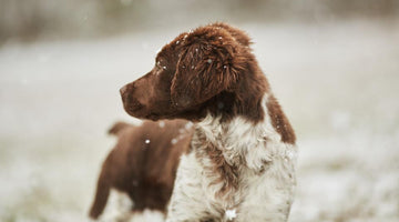How to Protect Your Dog from Winter Weather