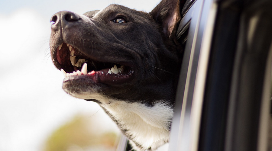 Bigger Breeds: How to Train Large Dogs