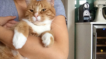 Ailo Celebrates National Hug Your Cat Day
