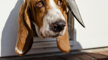 How to Select Patio Doors with Pets