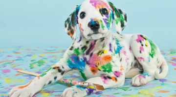 How to Choose the Right Paint for Homes with Pets