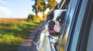10 Tips for Traveling in the Car with Your Pets