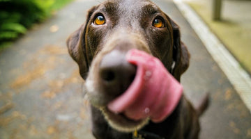 Is Your Dog Getting Enough of the Nutrients They Need?