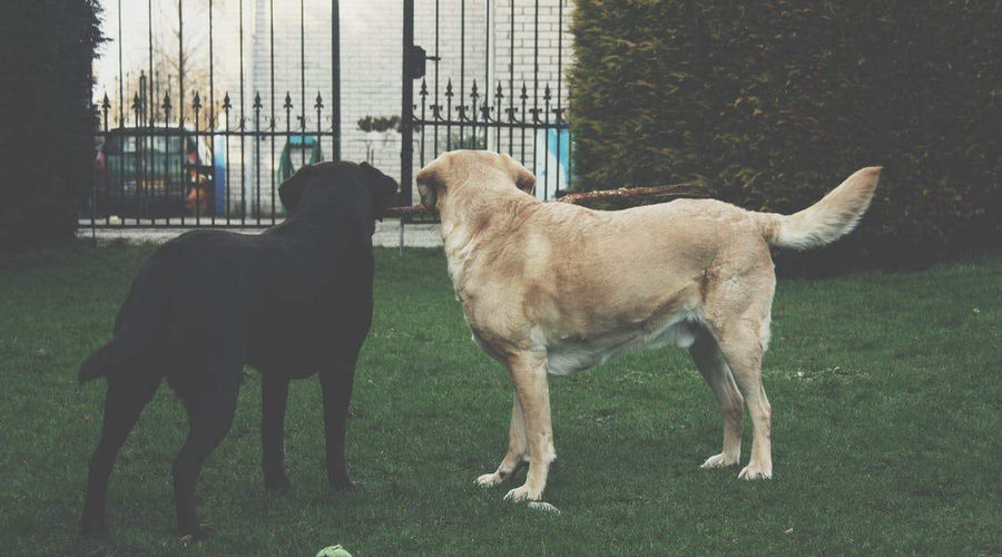 Just Pets: How to Transform Your Home into an Animal-Proof Space